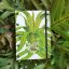 Tečkovaný zápisník A5: The ferns of Great Britain No.6