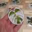 Samolepky monstera 3 ks