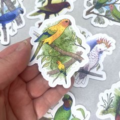 Papoušci - sada větších kusových samolepek